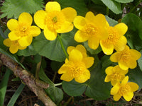 Marsh Studentenblume Blumensamen zur Aussaat robust Sorte Traditionssorte & ohne Gentechnik Samen Hausgarten