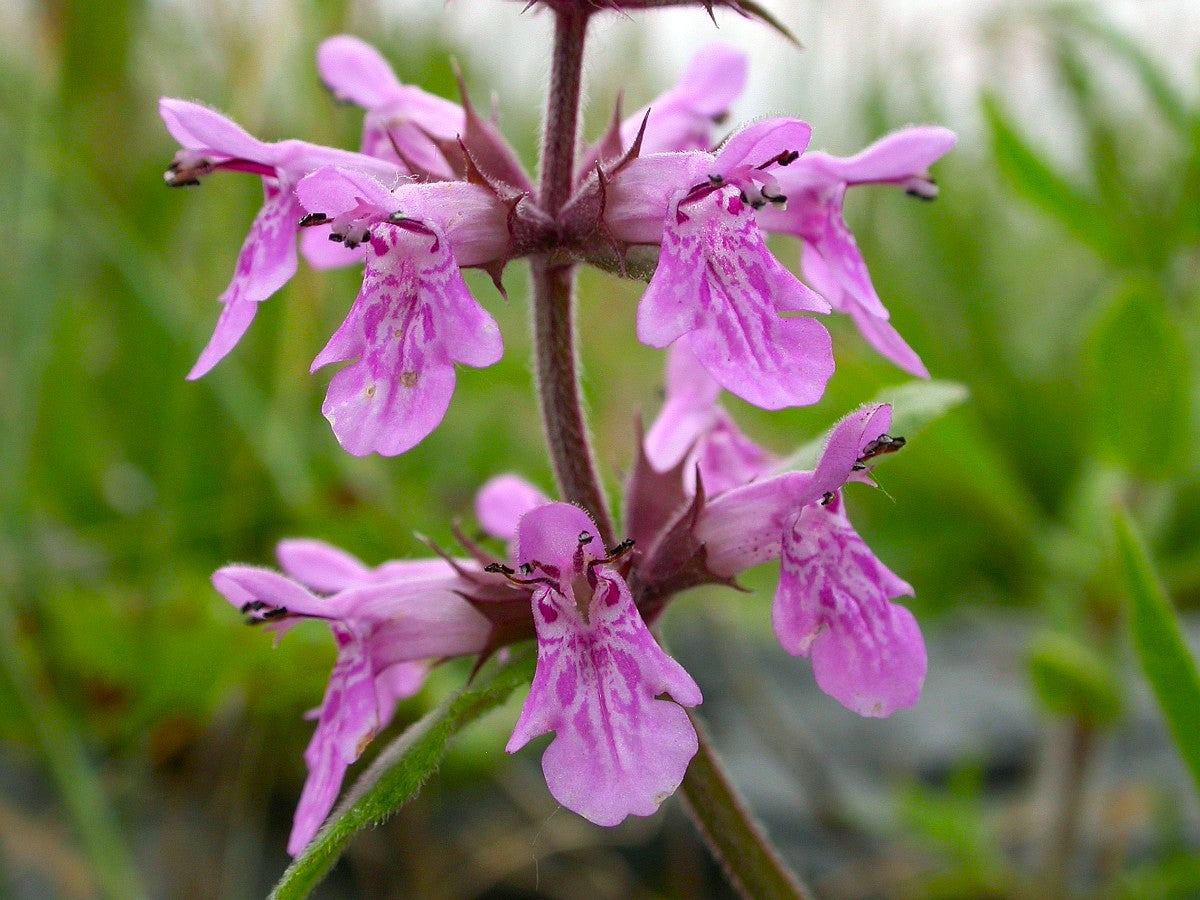 Lila Marsh Woundwort Blumensamen zur Aussaat saisonal Dauerblüher Traditionssorte & ohne Gentechnik Samen Hausgarten