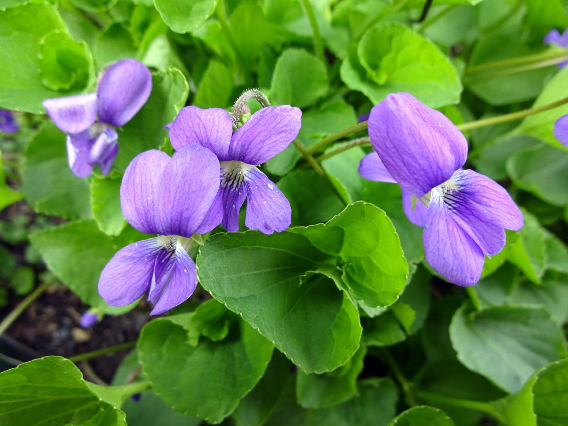 Lila Veilchen Charlotte Blumensamen zur Aussaat duftend Blüten Traditionssorte & ohne Gentechnik Samen Hausgarten