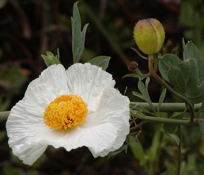 Coulteri Blumensamen zur Aussaat leuchtend Blüten für Ihren Garten