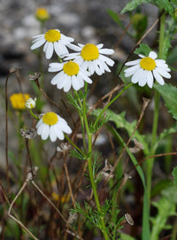 Weiß German duftend Blumensamen zur Aussaat – saisonal Dauerblüher – Traditionssorte & ohne Gentechnik Samen Hausgarten