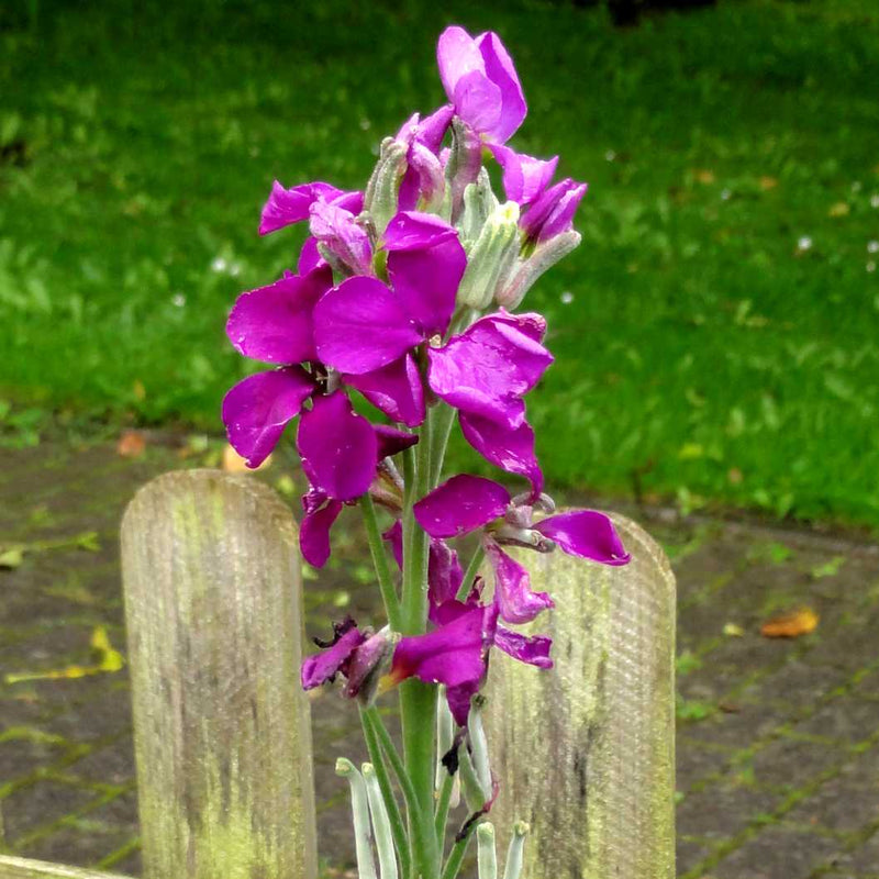 Levkoje Incana Blumensamen zur Aussaat – hochwertige Qualitäts- – Traditionssorte & ohne Gentechnik Samen Hausgarten