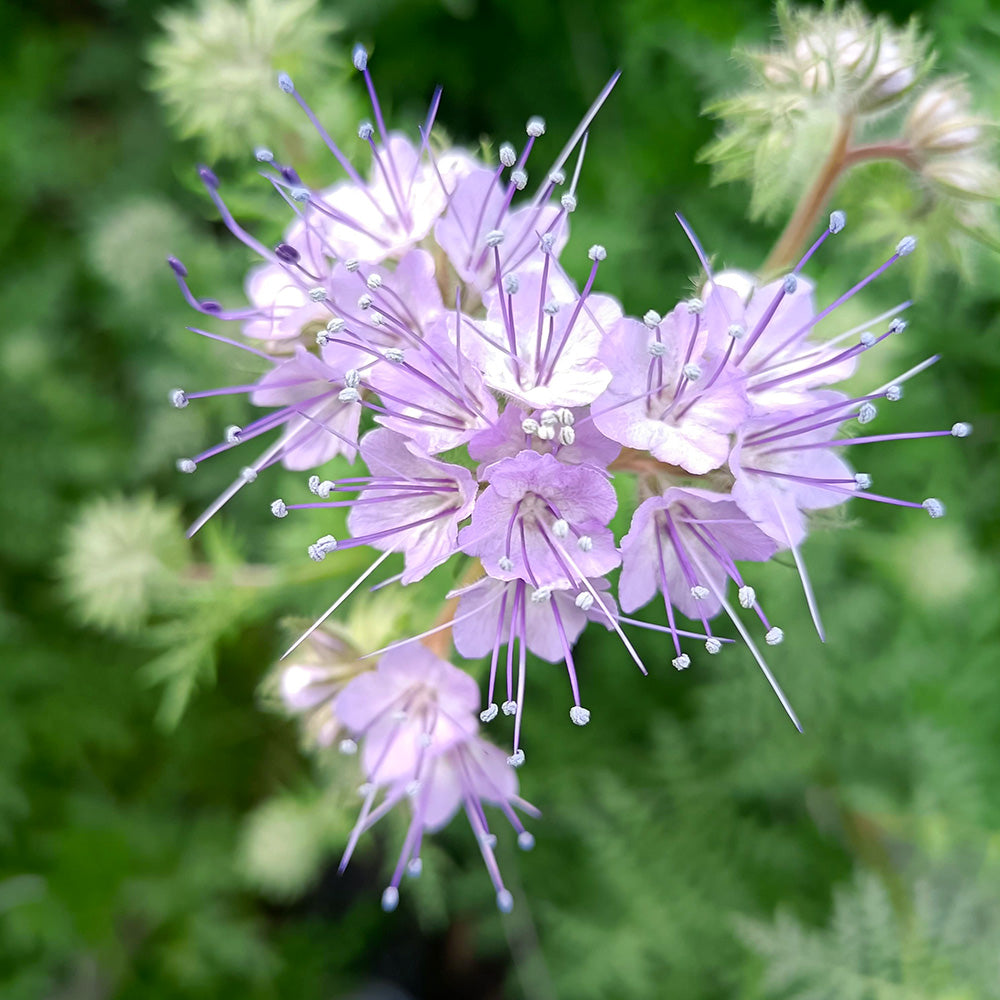 Lila Phacelia Tanacetifolia Blumensamen zur Aussaat – Wildblume Mischung – Traditionssorte & ohne Gentechnik Samen Hausgarten
