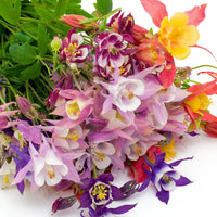 Akelei Columbine Blumensamen zur Aussaat leuchtend Traditionssorte & ohne Gentechnik Samen Hausgarten
