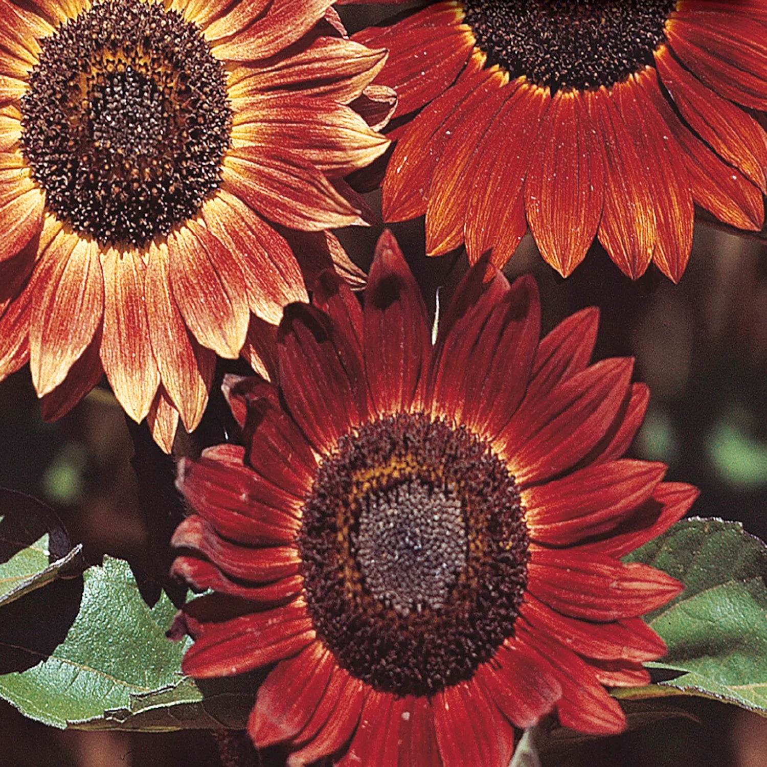 Rot Mischung Sonnenblume mehrjährig Blumensamen zur Aussaat kompakt Wuchs Traditionssorte & ohne Gentechnik Samen Hausgarten
