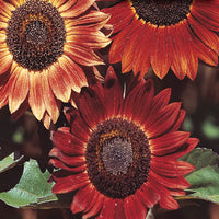 Rot Mischung Sonnenblume mehrjährig Blumensamen zur Aussaat kompakt Wuchs Traditionssorte & ohne Gentechnik Samen Hausgarten