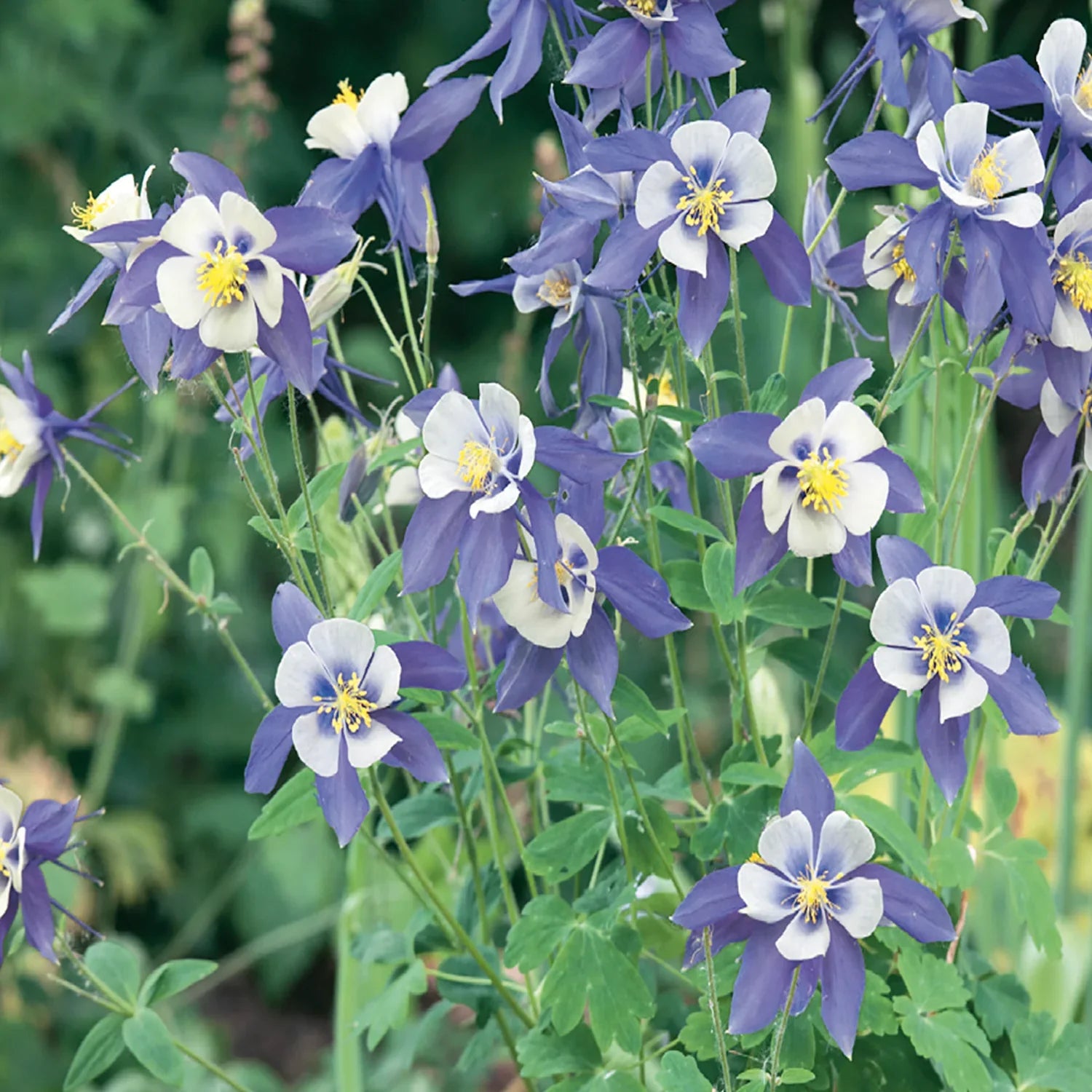 Blau Columbine Blumensamen zur Aussaat Bestäuber freundlich Traditionssorte & ohne Gentechnik Samen Hausgarten