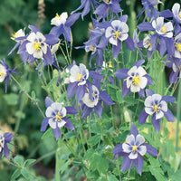 Blau Columbine Blumensamen zur Aussaat Bestäuber freundlich Traditionssorte & ohne Gentechnik Samen Hausgarten