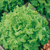 Lettuce Planting Samen for Your Gemüse Garden