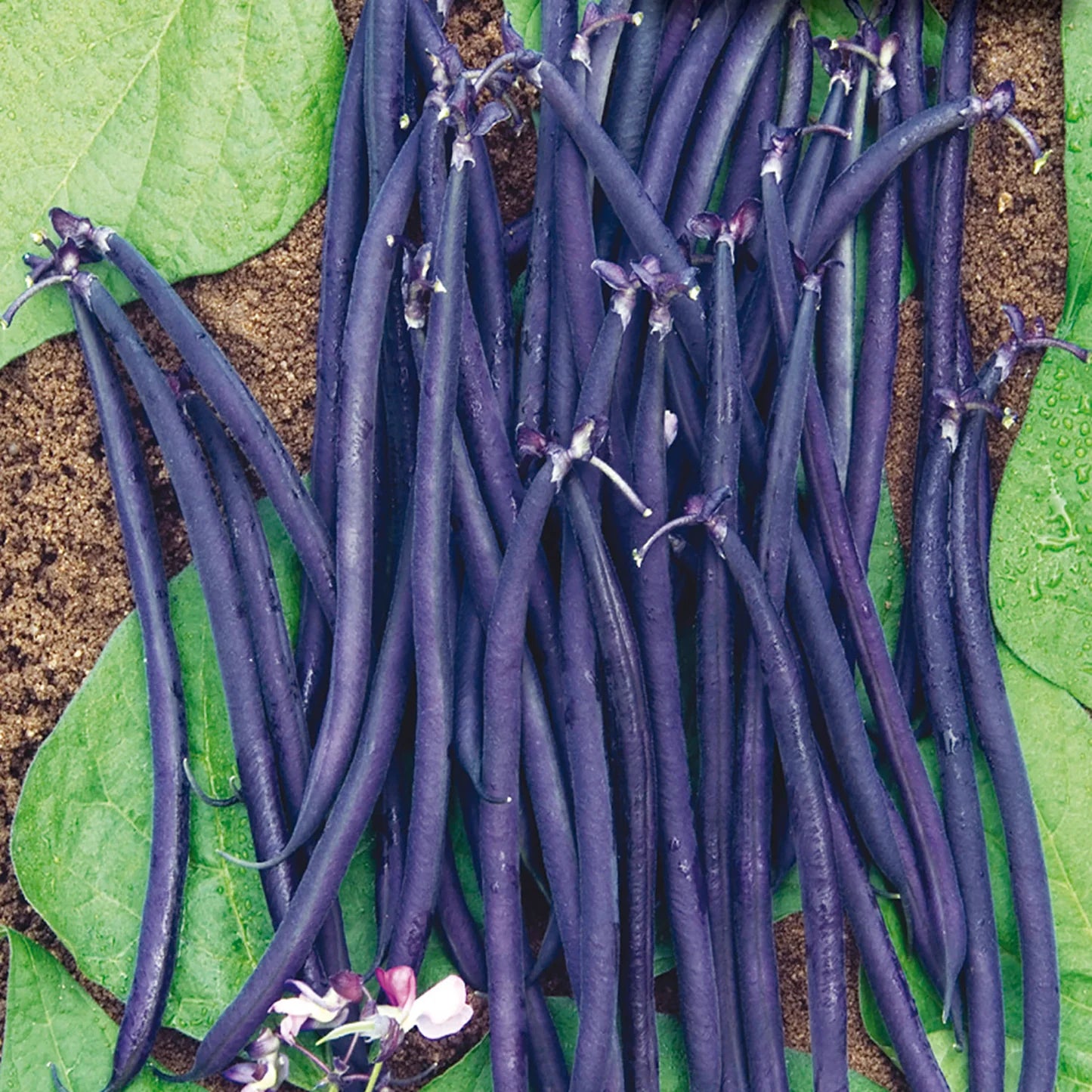 Schwarz Bean Planting Samen for Gemüse Gardens