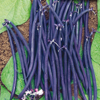 Schwarz Bean Planting Samen for Gemüse Gardens