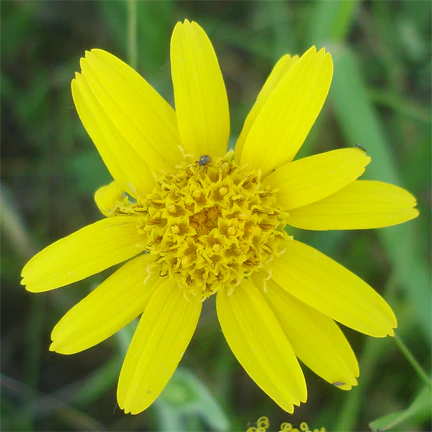 Gelb Meadow Arnica Blumensamen zur Aussaat – für leuchtend Blüten