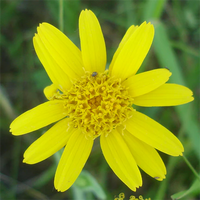 Gelb Meadow Arnica Blumensamen zur Aussaat – für leuchtend Blüten