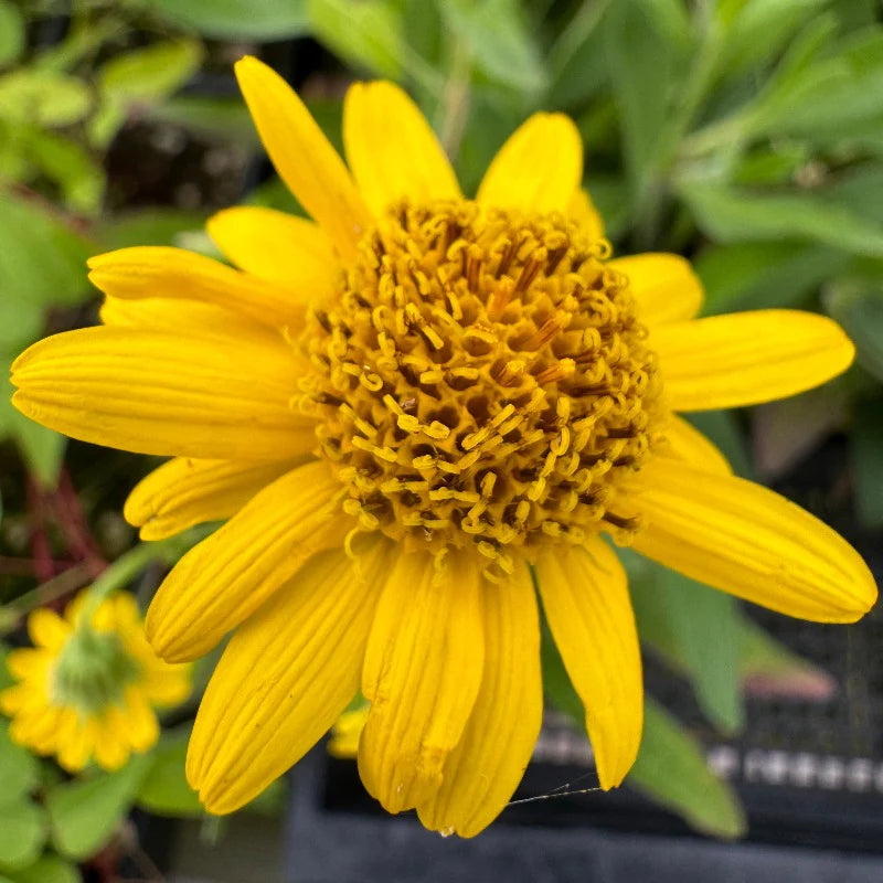 Arnica Blumensamen zur Aussaat Drought verträglich Traditionssorte & ohne Gentechnik Samen Hausgarten