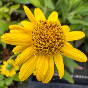 Gelb Meadow Arnica Blumensamen zur Aussaat – für leuchtend Blüten