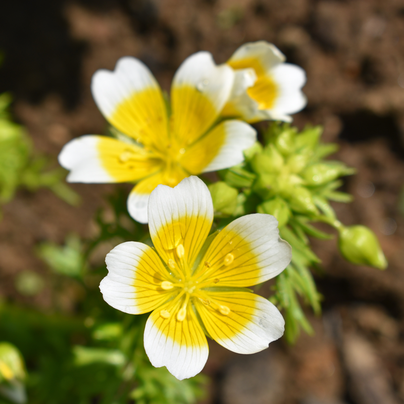 Meadowfoam blumen in pollinator garten