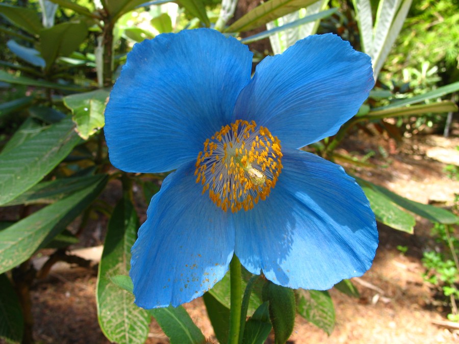 Meconopsis Betonicifolia Blumensamen zur Aussaat Bestäuber freundlich Traditionssorte & ohne Gentechnik Samen Hausgarten