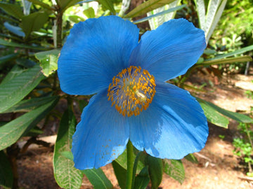 Meconopsis Betonicifolia Blumensamen zur Aussaat Bestäuber freundlich Traditionssorte & ohne Gentechnik Samen Hausgarten