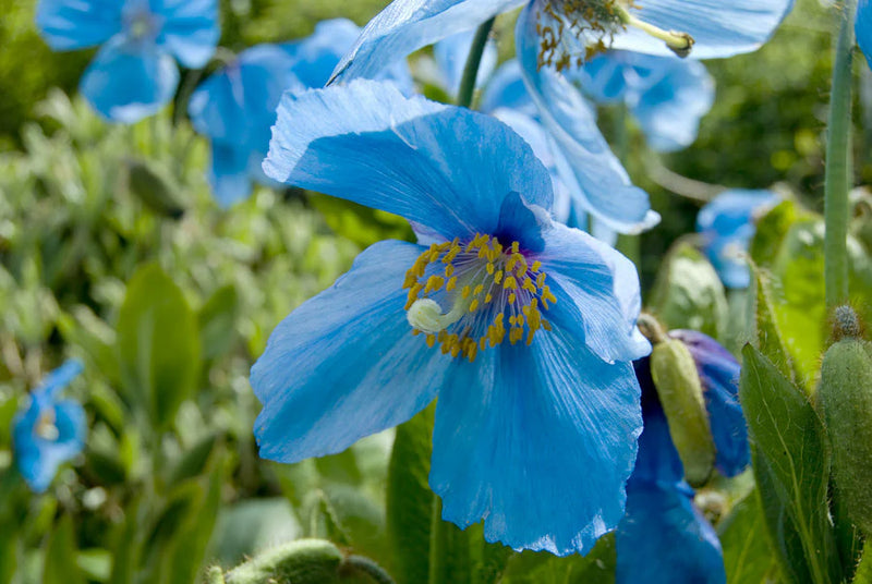 Lingholm Blumensamen zur Aussaat – Drought verträglich – Traditionssorte & ohne Gentechnik Samen Hausgarten