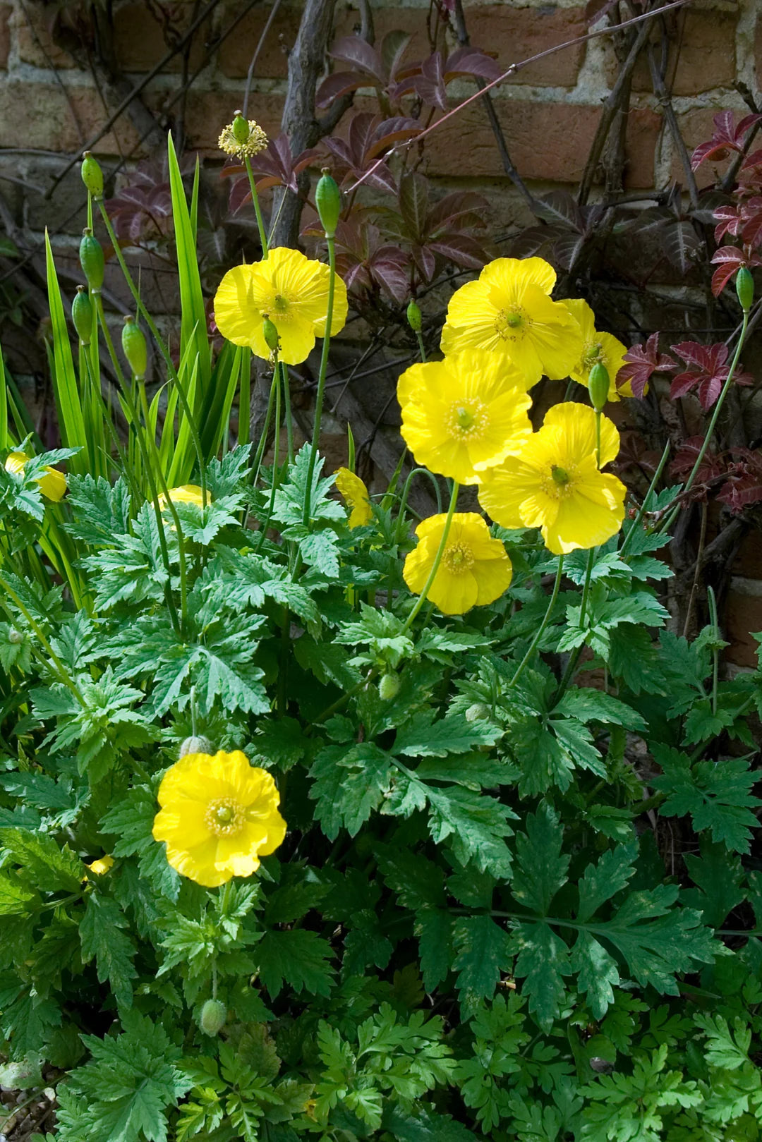 Meconopsis Cambrica Blumensamen zur Aussaat lang Blüte Saison Traditionssorte & ohne Gentechnik Samen Hausgarten