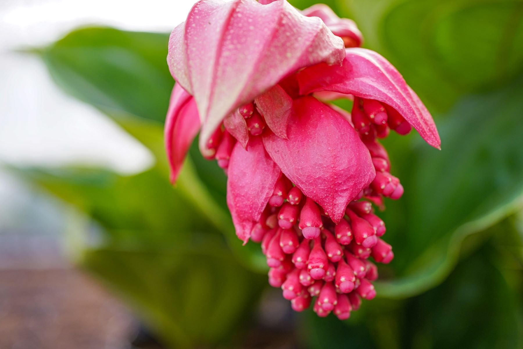 hell Rosa Medinilla Cummingi Blumensamen zur Aussaat ideal Rabatten Traditionssorte & ohne Gentechnik Samen Hausgarten