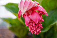 hell Rosa Medinilla Cummingi Blumensamen zur Aussaat ideal Rabatten Traditionssorte & ohne Gentechnik Samen Hausgarten