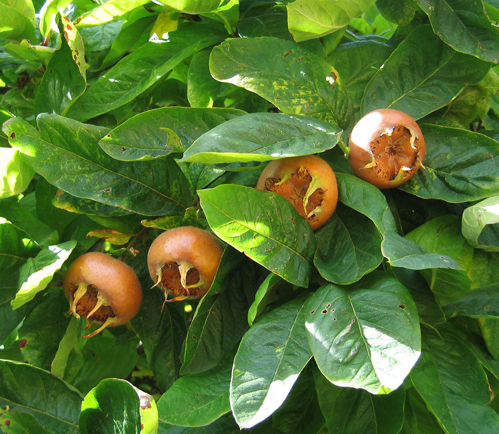 Medlar tree Samen für einfaches Anpflanzen