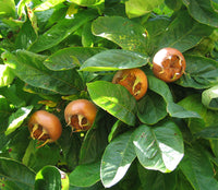 Medlar tree Samen für einfaches Anpflanzen