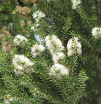 Melaleuca Blumensamen zur Aussaat – Wildblume Mischung – Traditionssorte & ohne Gentechnik Samen Hausgarten