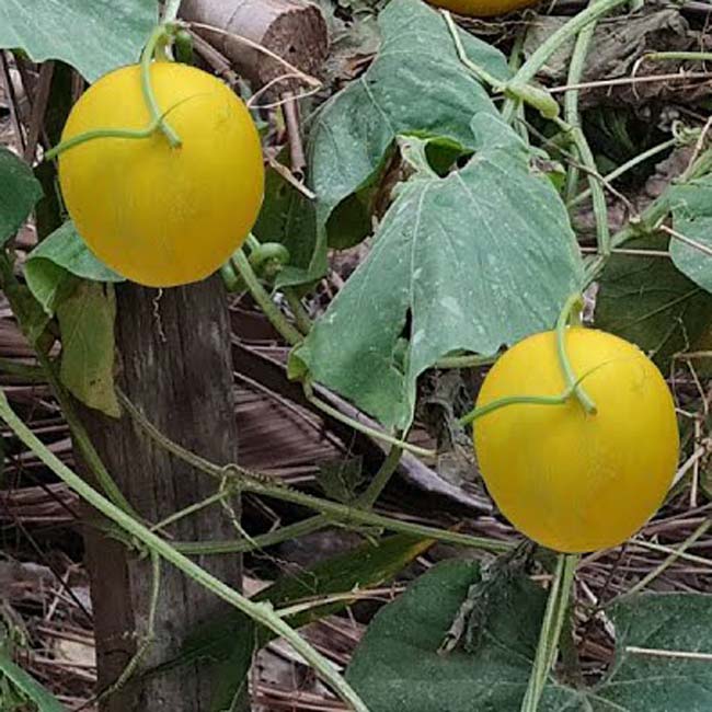 Junge Pfirsich melone Samen für einfaches Anpflanzen