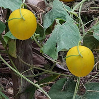 Junge Pfirsich melone Samen für einfaches Anpflanzen