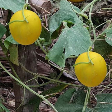 Junge Pfirsich melone Samen für einfaches Anpflanzen