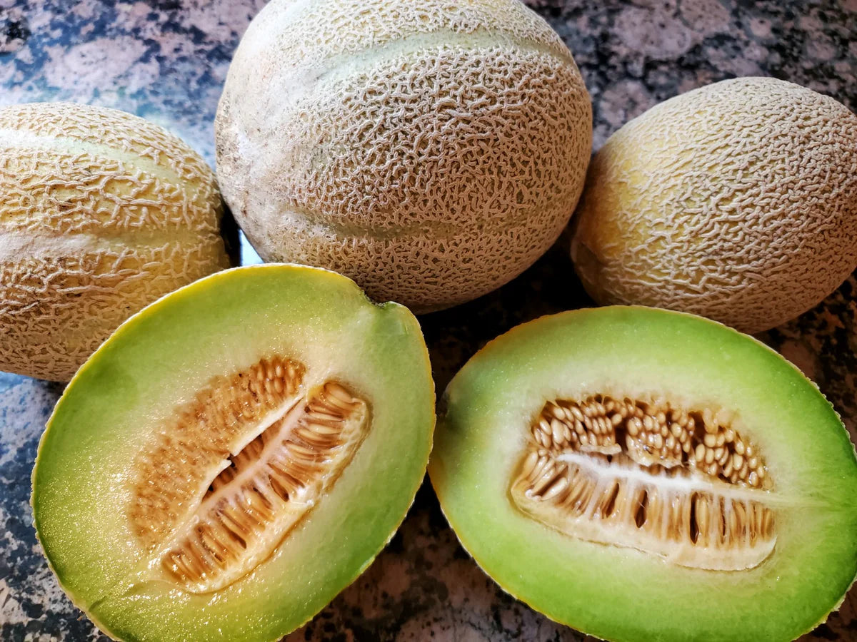 Grüne Muskatnuss melone Samen für einfaches Anpflanzen