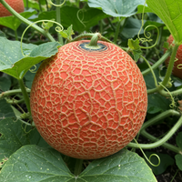 Cantaloupe Melone Rot Samen – Traditionelle Sorte, Zuverlässige Keimung, Ideal für den Hausgarten