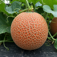 Rote Cantaloupe-Melone Samen zum Anpflanzen – Alte Sorte, Hohe Keimrate, Für den Garten