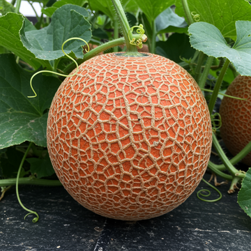 Rote Cantaloupe Melonensamen zum Pflanzen – Bewährte Sorte, Hohe Keimfähigkeit, Gartenqualität