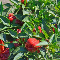 Melrose Pepperoni Capsicum annuum Pepper Samen zum Pflanzen in Gemüse Patch