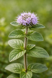 Lila Pulegium Blumensamen zur Aussaat – leuchtende einjährige Blüten