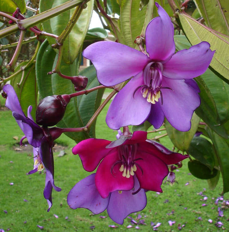 Meriania Nobilis Blumensamen zur Aussaat Garten beliebt Traditionssorte & ohne Gentechnik Samen Hausgarten