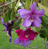 Meriania Nobilis Blumensamen zur Aussaat Garten beliebt Traditionssorte & ohne Gentechnik Samen Hausgarten
