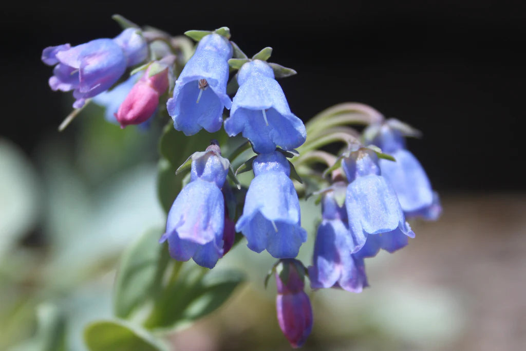Mertensia Maritima Blumensamen zur Aussaat Garten beliebt Traditionssorte & ohne Gentechnik Samen Hausgarten