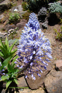 Merwilla Blumensamen zur Aussaat – Blüten für Ihren Garten