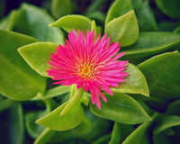 Mesembryanthemum Blumensamen zur Aussaat Bestäuber freundlich Traditionssorte & ohne Gentechnik Samen Hausgarten