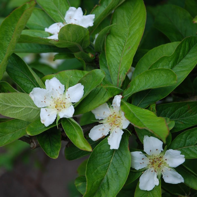 Braun Mespilus Germanica Blumensamen zur Aussaat – kompakt Wuchs – Traditionssorte & ohne Gentechnik Samen Hausgarten