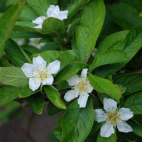 Braun Mespilus Germanica Blumensamen zur Aussaat – kompakt Wuchs – Traditionssorte & ohne Gentechnik Samen Hausgarten