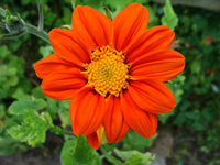 Orange Mini Sonnenblume Samen zur Aussaat – Traditionssorte ohne Gentechnik Garten Samen Schnitt Blumen