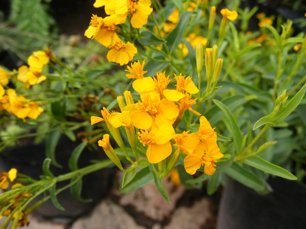 Non gmo gelb mexican tarragon samen