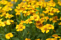 Ornamental gelb mexican tarragon samen for landscapes
