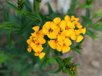 Gelb mexican tarragon flowering samen for gardens