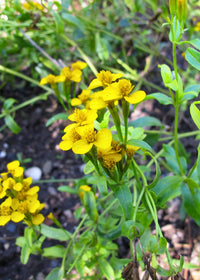 Gelb Mexican Tarragon Blumensamen zur Aussaat – pflegeleicht – Traditionssorte & ohne Gentechnik Samen Hausgarten
